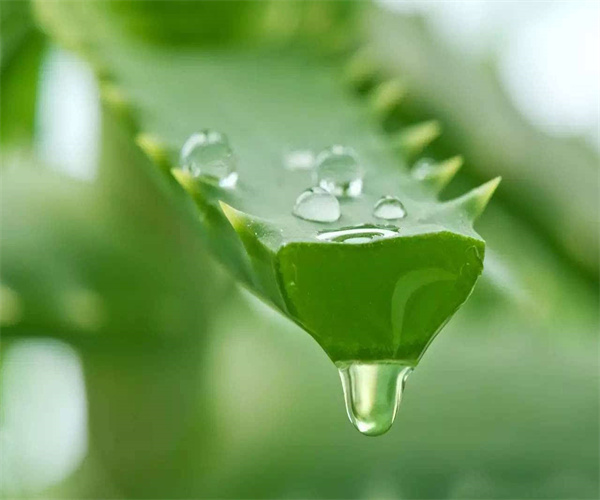 芦荟汁一般检测哪些项目 芦荟汁微生物检测