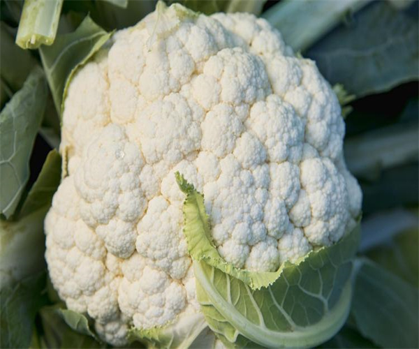 花椰菜重金属检测 花椰菜微生物指标检测实验室