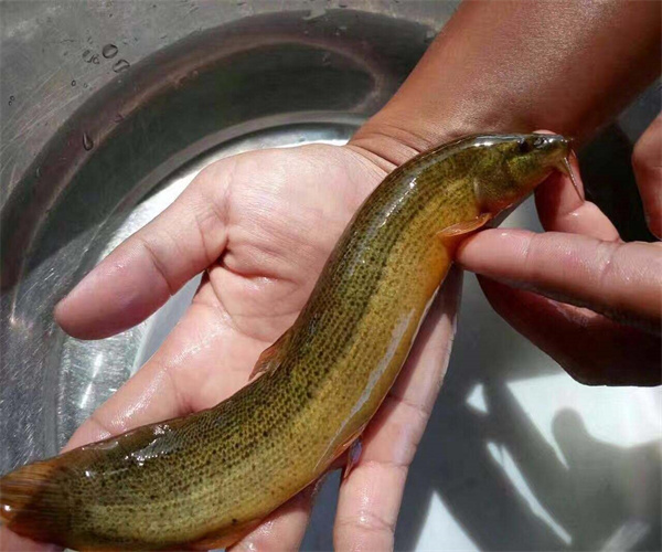 泥鳅氯霉素含量检测 泥鳅兽药残留检测机构