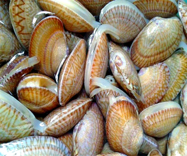 第三方花甲重金属检测 花甲兽药残留检测单位