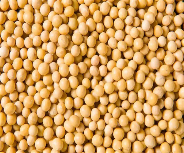 黄豆蛋白质含量检测 黄豆脂肪含量检测去哪里做