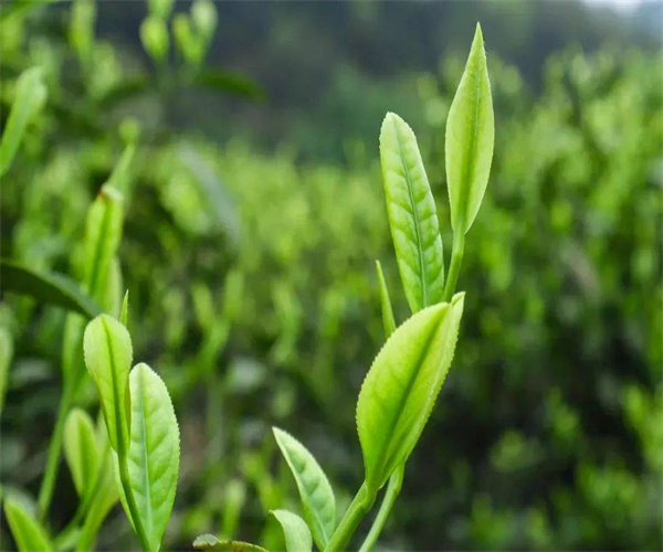 茶叶总灰分检测 茶叶水浸出物检测哪里可靠