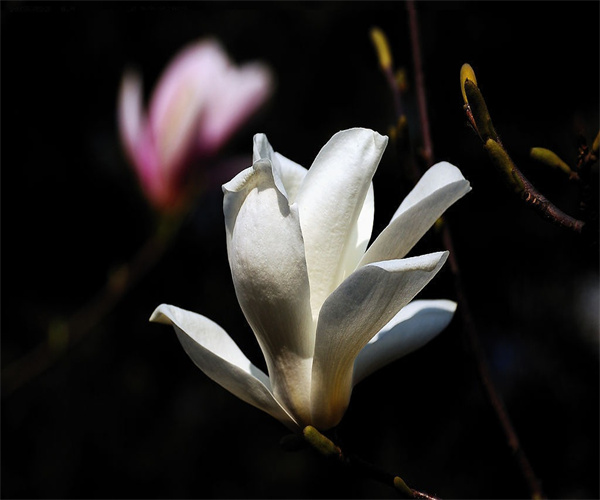 玉兰花茶总灰分检测 玉兰花茶水浸出物检测哪里快捷