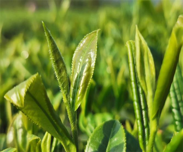 石阡苔茶水浸出物检测 石阡苔茶氨基酸检测多少钱